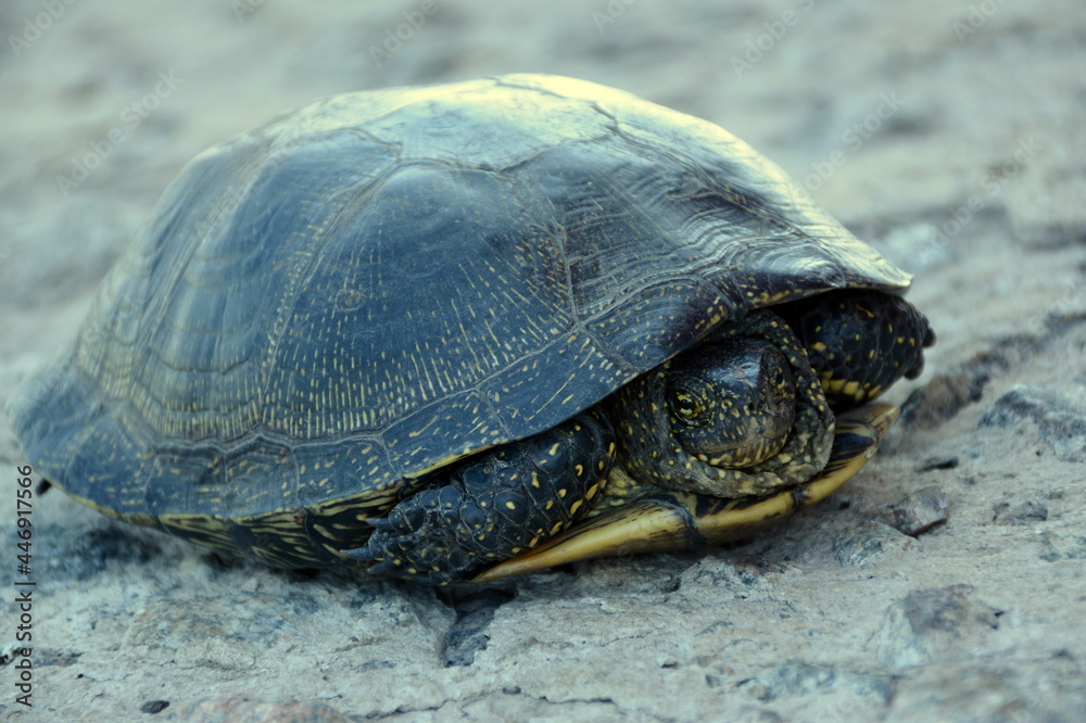 A representative of the European pond turtle population on the rocks. A representative of the European pond turtle population on the rocks.