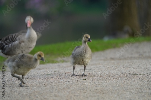 Graugans Küken im Park 