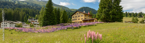 Flower garden in front of a house at Valbella on the Swiss alps