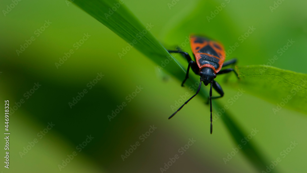 Spilostethus pandurus. Bug soldier on a green background close-up. macro nature. the insect sits on a branch. bright red beetle. red and black color. the first beetle in early spring Spilostethus pandurus. Bug soldier on a green background close-up. macro nature. the insect sits on a branch. bright red beetle. red and black color. the first beetle in early spring