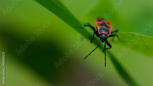 Spilostethus pandurus. Bug soldier on a green background close-up. macro nature. the insect sits on a branch. bright red beetle. red and black color. the first beetle in early spring