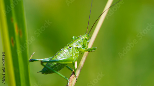 big green grasshopper in the spring grass. Green locust sits on a plant. big cricket on a green blurred background. macro photo of nature. close-up portrait of an insect. field pest
