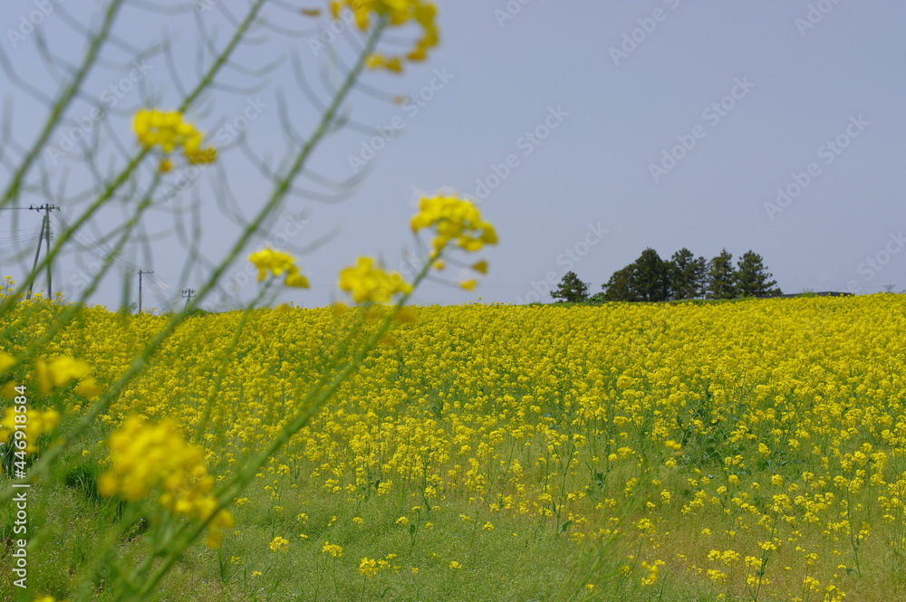 Obraz premium 菜の花、豊かさの花言葉 黄色い絨毯のような菜の花畑