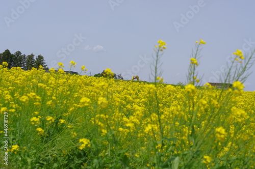 菜の花、豊かさの花言葉 黄色い絨毯のような菜の花畑