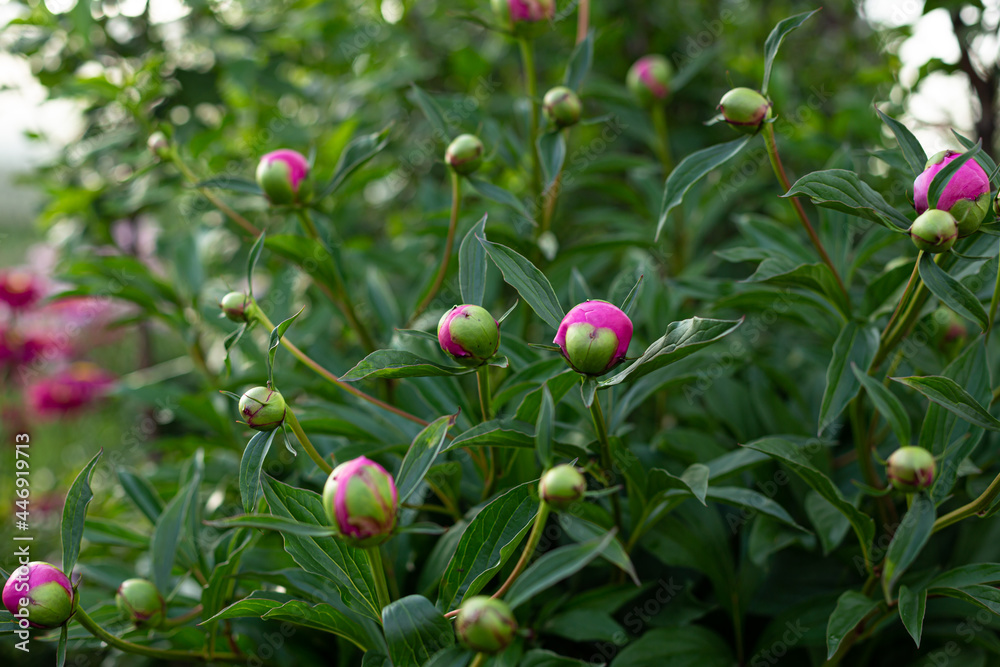 Pink peony flower on a background of emerald greenery in the garden