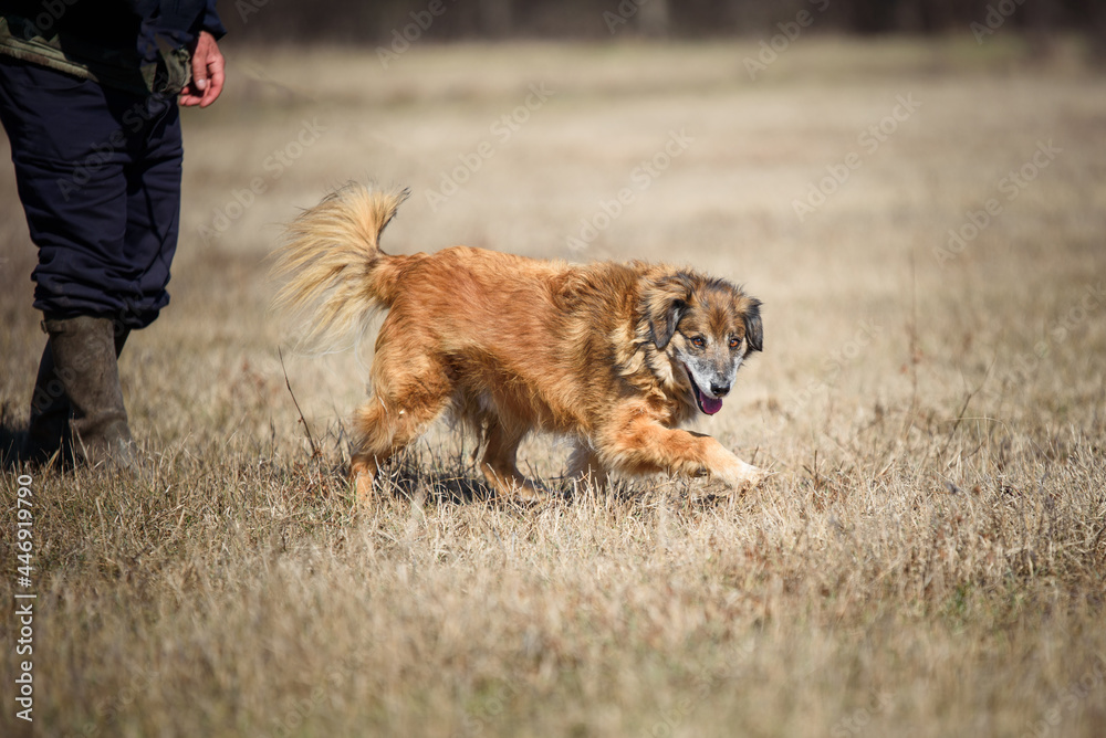 Beautiful shaggy dog during regular walk and obedience training