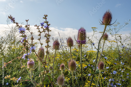 Dutch field margin with varied types of flowering plants to promote biodiversity. The photo shows blue flowering common chicory, soft yellow flowering dill and purple flowering wild teasel plants. photo