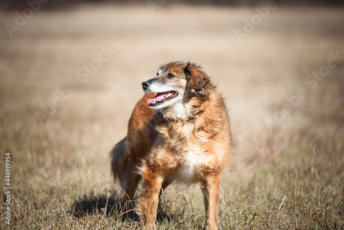 Beautiful shaggy dog during regular walk and obedience training