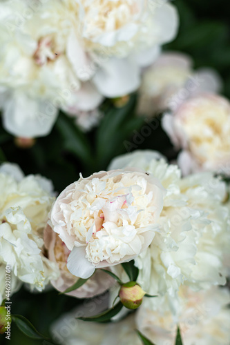 Delicate white peony flower with petals in macro for a floral background