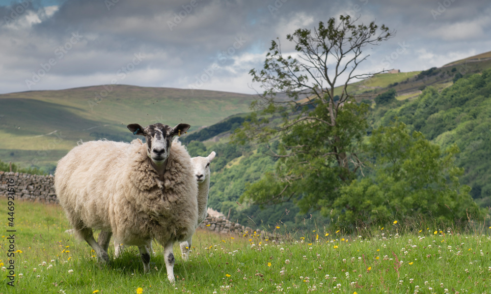 Obraz premium sheep and lamb in the Yorkshire dales in summer