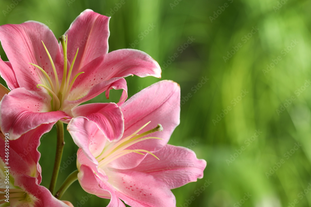 Beautiful pink lily flowers on blurred green background, closeup. Space for text