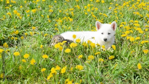 cat and dog lying together on a dandelion field
