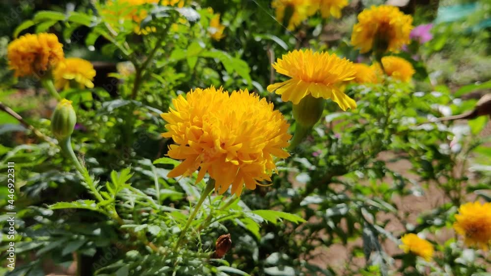 Beautiful yellow flower in the garden closeup shot