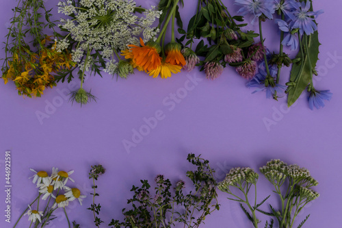 chamomile, St. John's wort,silaum silaus, clover, chicory, calendula, achilléa millefólium and oregano