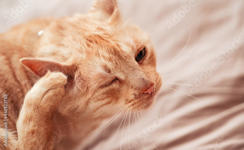 Beige or cream coloured older cat resting on bed, scratching his ear, one eye closed