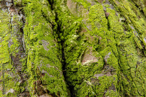 Fine green moss growing on bark of a tree in forest, closeup detail