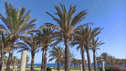palm trees on the beach © irina