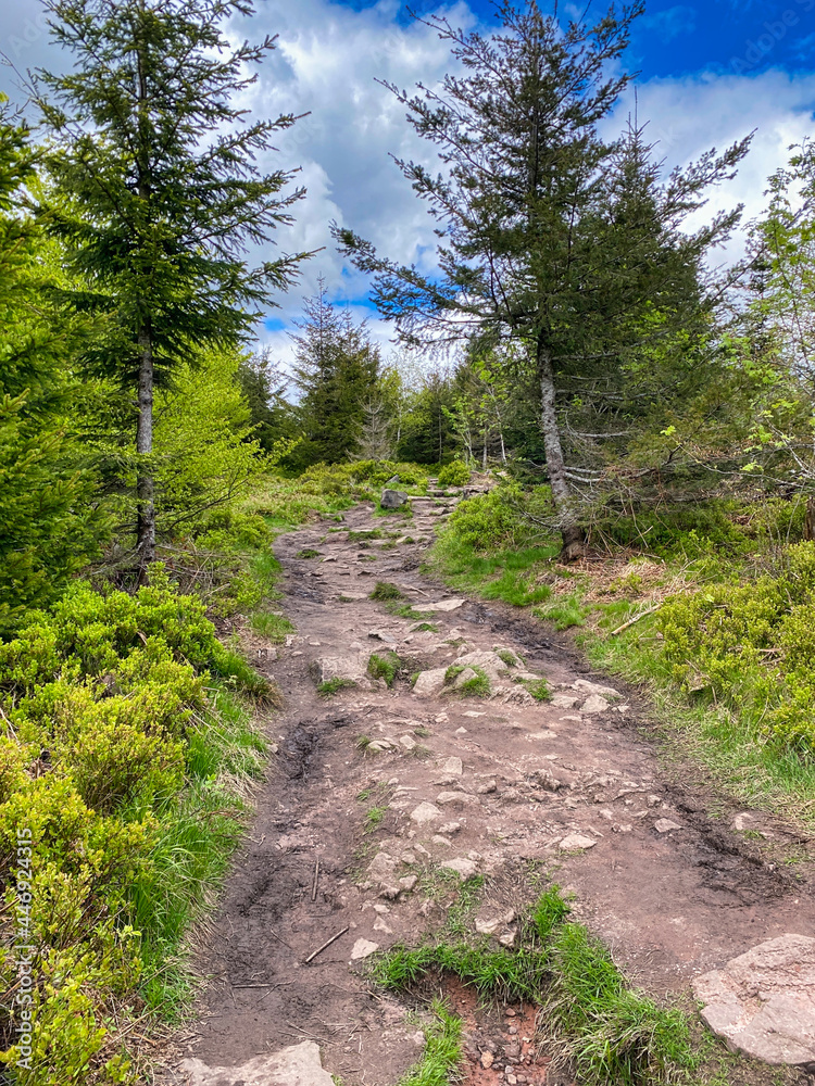 Fototapeta premium Schwarzwald