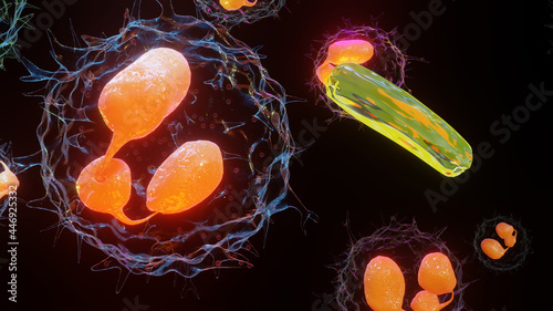 3D illustration of Phagocytosis. Neutrophe that uses its plasma membrane to engulf bacteria. From endocytosis to exocytosis. Digestion process in phagocytes. immune system, 3d render photo