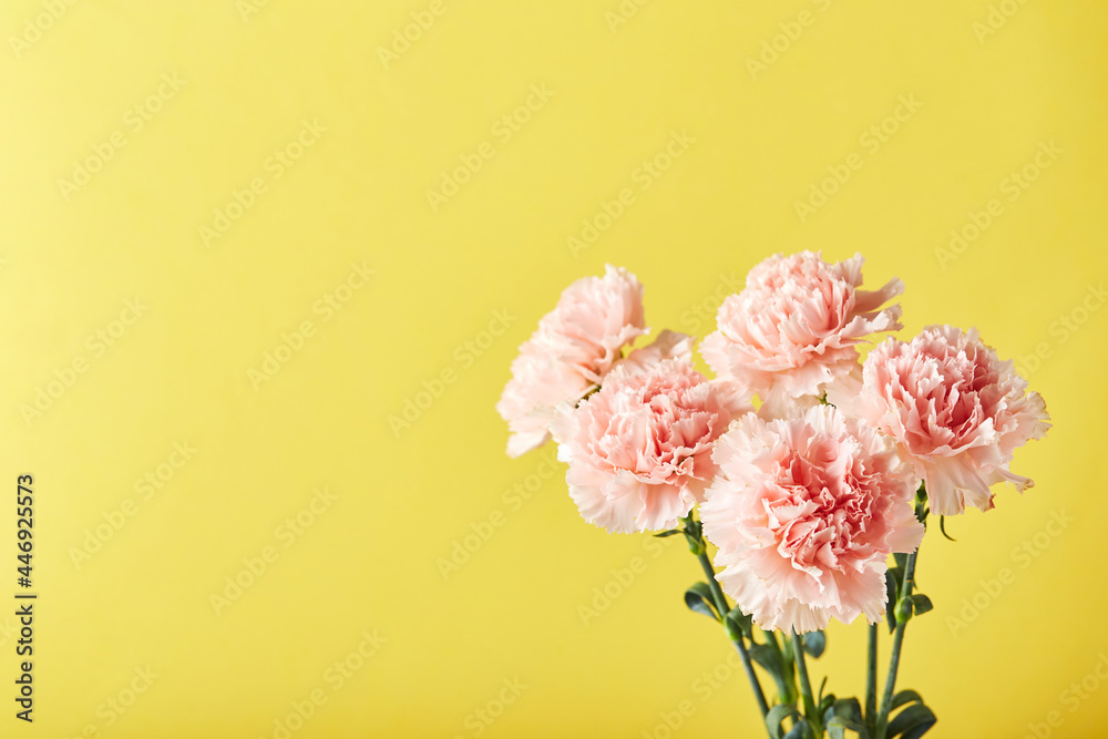 Bouquet of pink carnations. Design concept of holiday greeting with carnation bouquet on yellow background