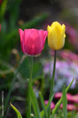 Tulpen