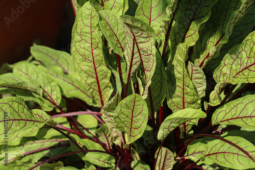 Slika na platnu Rumex sanguineus