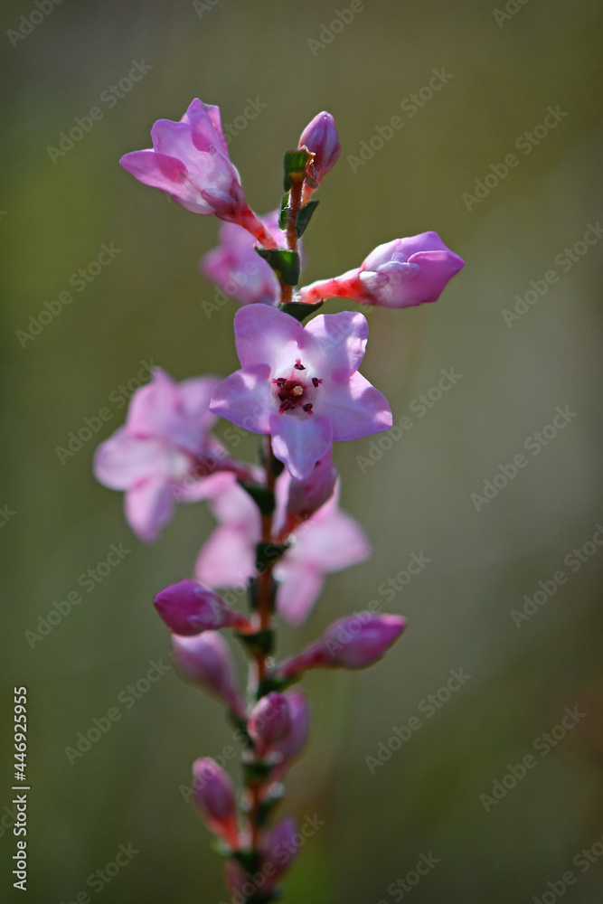 Pink and white flowers and buds of the Australian native Coast Coral Heath, Epacris microphylla, growing in woodland, Sydney, Australia. Flowers winter to summer Pink and white flowers and buds of the Australian native Coast Coral Heath, Epacris microphylla, growing in woodland, Sydney, Australia. Flowers winter to summer