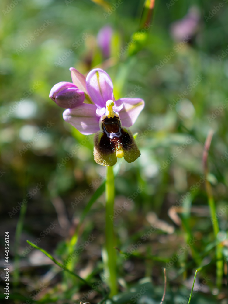Wild orchid (Ophrys tenthredinifera) flower Wild orchid (Ophrys tenthredinifera) flower