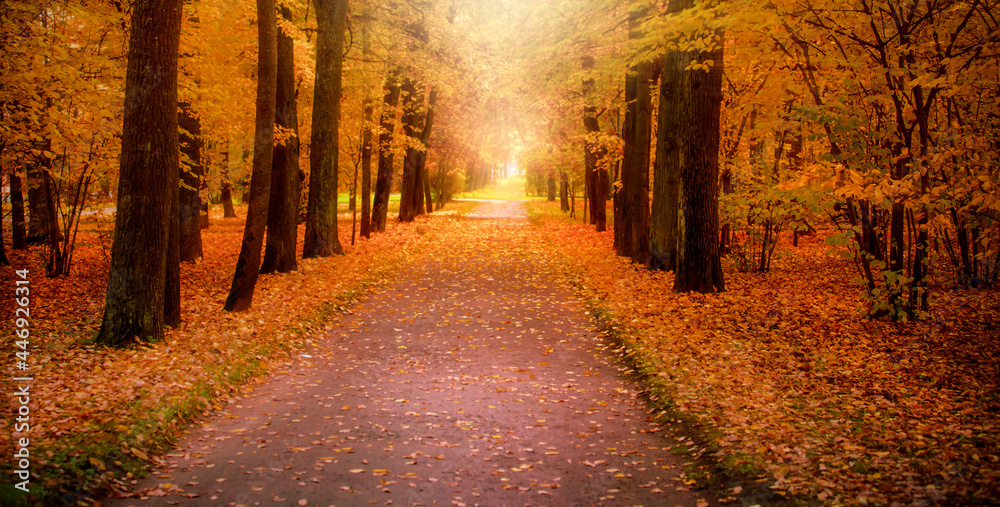 Gloden Autumn season with Beautiful romantic alley in a park with colorful trees and raylight. autumn natural background	