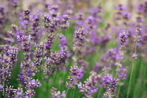 Beautiful lavender flowers and bee in a summer garden.