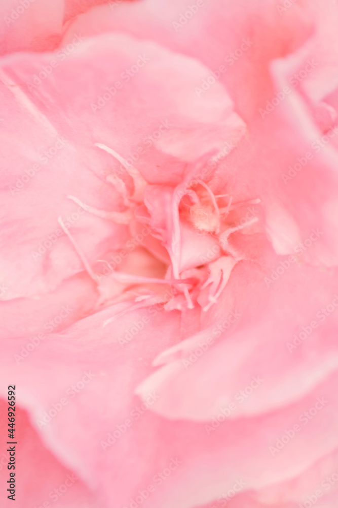 Floral backdrop from defocused pink flowers. Delicate petals texture. Nature background for cosmetics skincare body care