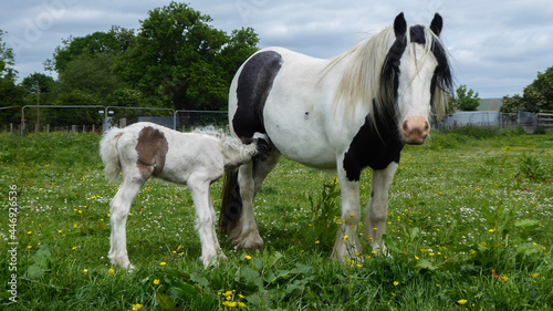 horse and foal © Laura