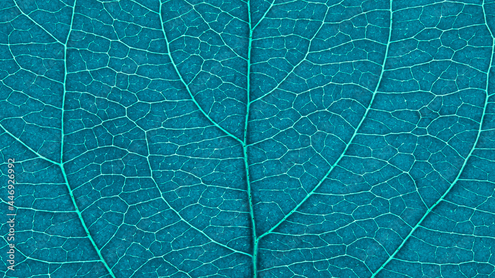 Obraz premium Leaf of fruit tree close-up. Turquoise tinted mosaic pattern of veins and plant cells. Abstract blue green monochrome background on a floral theme. Summer wallpaper. Macro