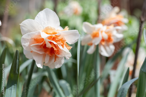 Narcissus Delnashaugh  double Daffodil  flowers