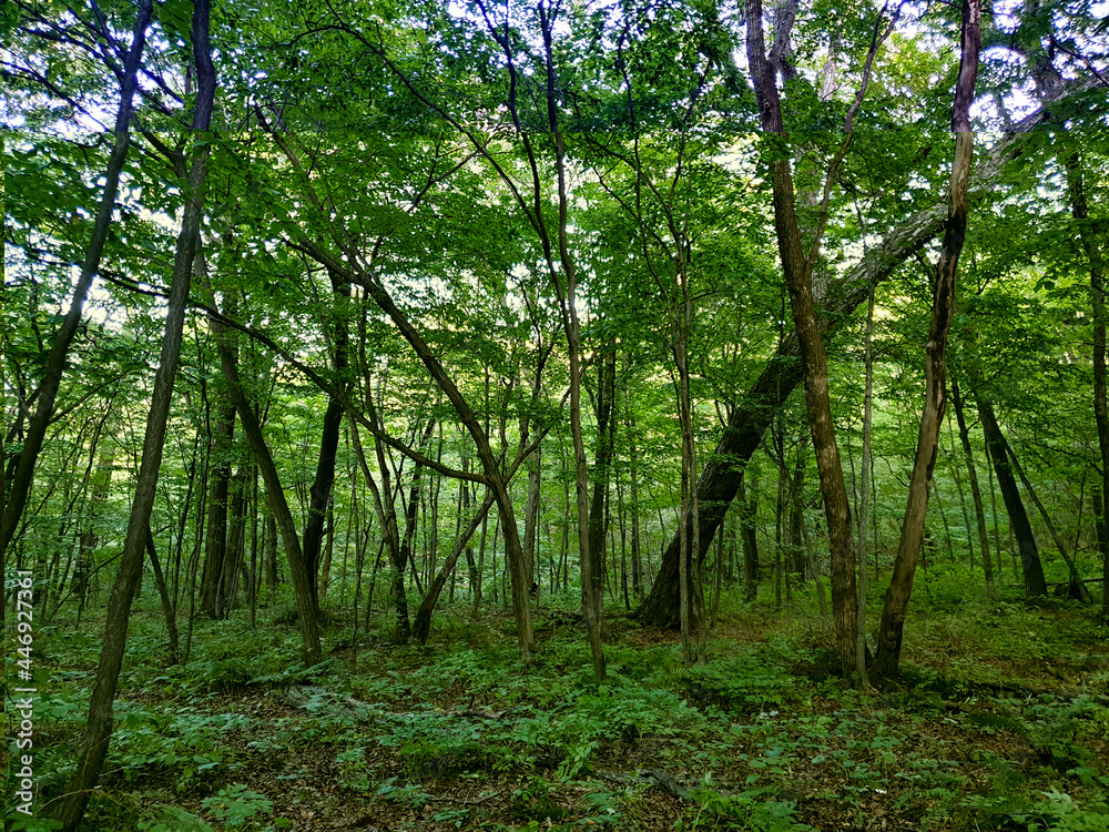 Warm summer forest