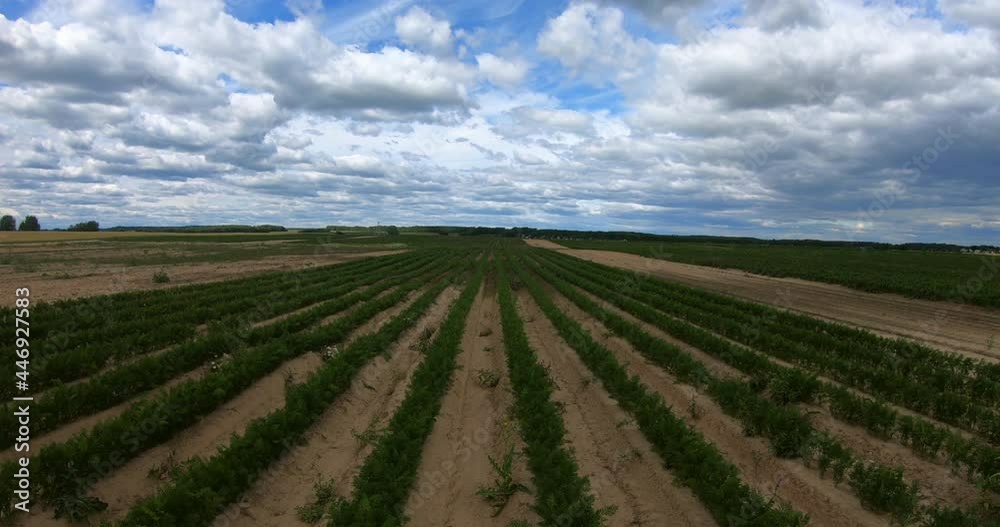A field where carrot plantations are grown. Vegetable rows. Organic vegetables. A field where carrot plantations are grown. Vegetable rows. Organic vegetables.