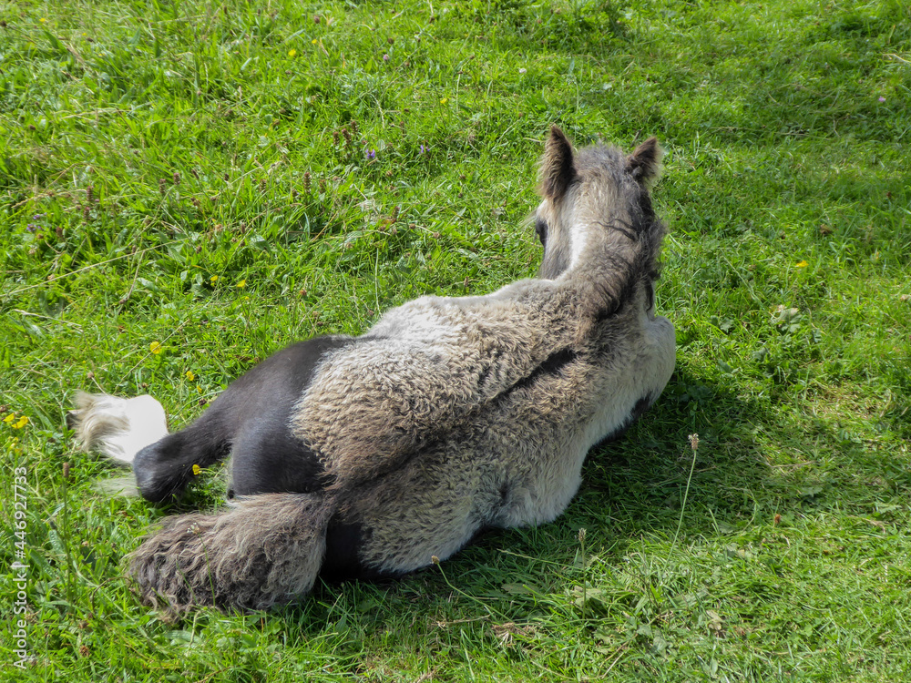 Obraz premium llama in the grass