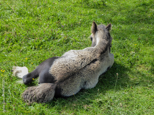 llama in the grass