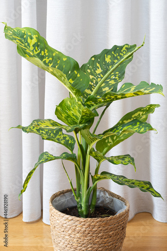 Dieffenbachia (dumb cane) Seguine Cheetah variegated plant photo