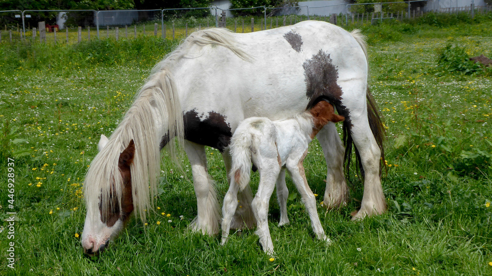 Obraz premium Horses