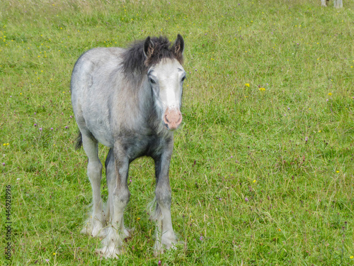 Foto Horses