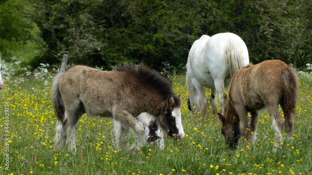 Obraz premium Horses