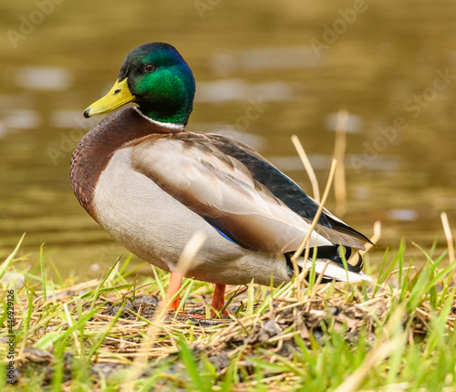 wild duck (anas platyrhynchos) male standing at water