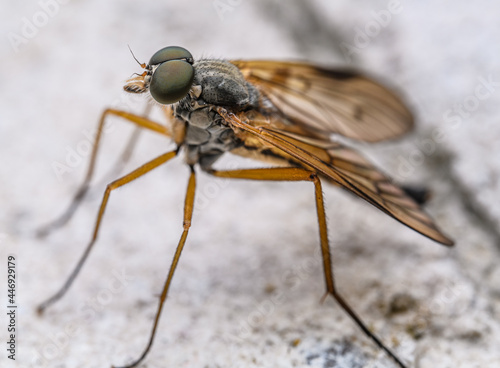 downlooker snipefly (Rhagio scolopaceus) in high detail