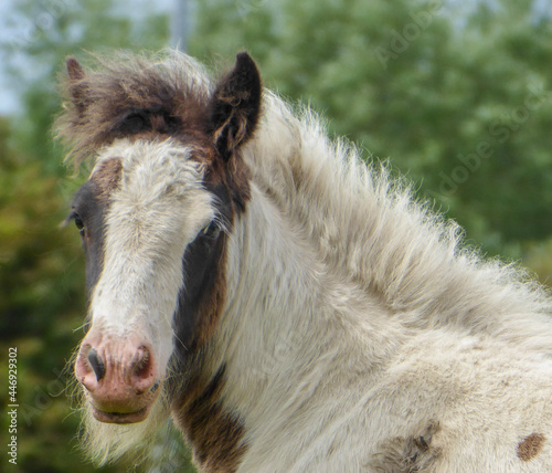 Slika na platnu Horses