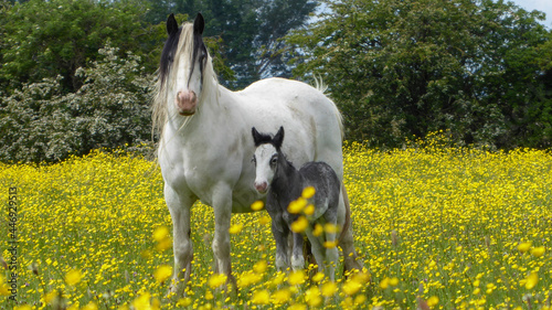 Horses