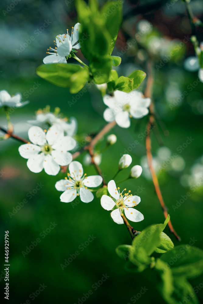 Spring flowering of plants after winter. Banner natural nature, space for copying. Beautiful flowers on the tree bloom in the sun. Spring flowering of plants after winter. Banner natural nature, space for copying. Beautiful flowers on the tree bloom in the sun.