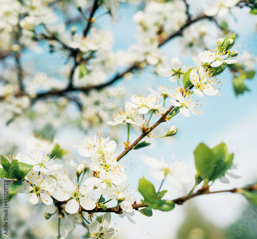 Spring flowers bloom in the warm season. Beautiful nature background, space to copy.