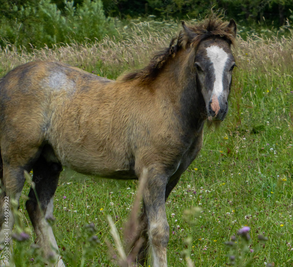 Fototapeta premium black and white sheep on the meadow
