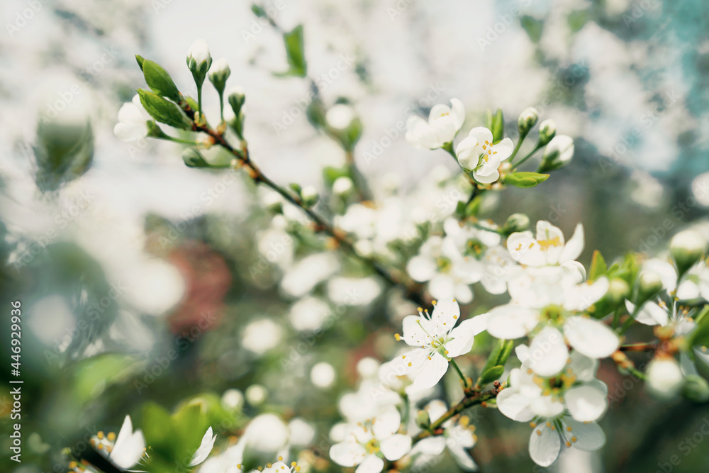 spring flowering of the tree after winter. Buds bloom on the branches